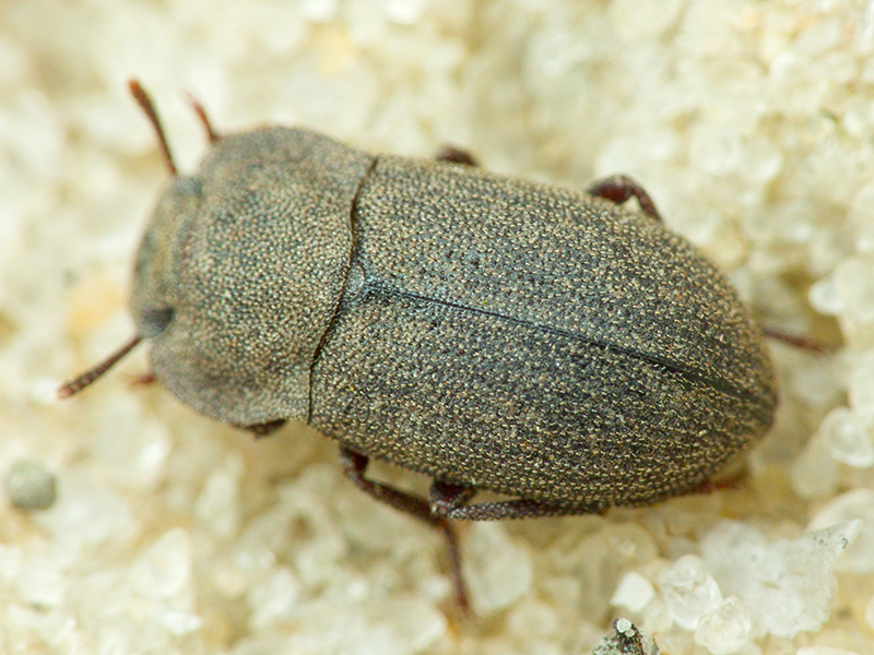 Gonocephalum pygmaeum (Steven, 1829)